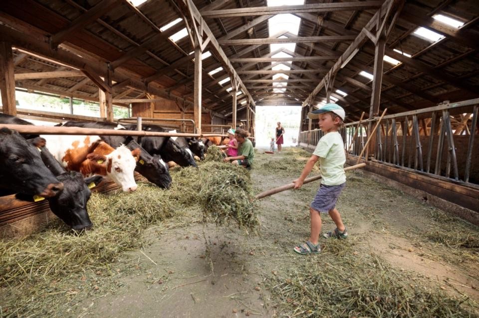 Kind im Stall beim Kühe fütterm
